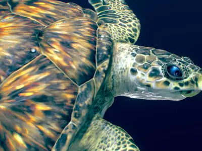 Hawksbill Sea Turtle  3D model