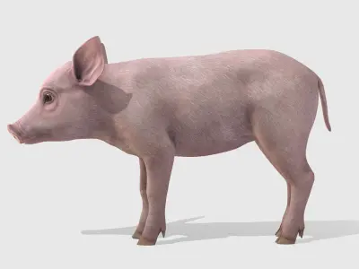 Piglet Low-poly 3D model