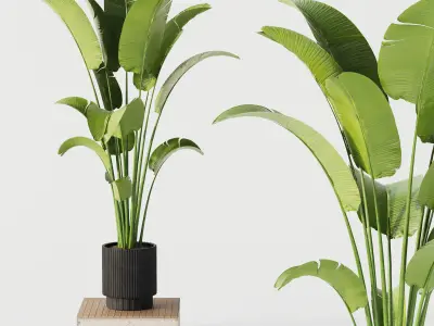 Indoor Plant Set 02 3D model
