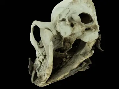 Canine Skull 3D model