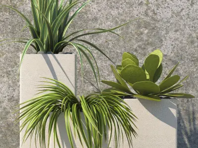 Plants 60 3D model
