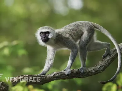 Vervet Monkey Animation VFX Grace 3D model