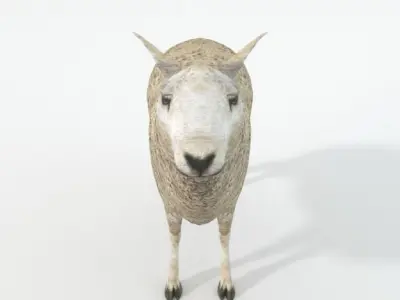 Sheep Low-poly 3D model