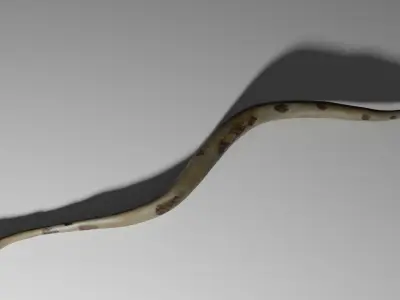 Boa Constrictor Snake Python Low-poly 3D model