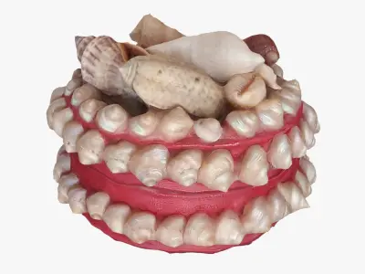 Box with seashells Low-poly 3D model