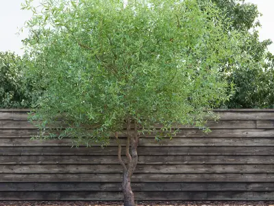 Salix matsudana Tortuosa - Corkscrew Willow 3D model