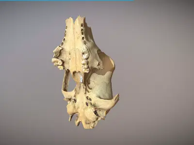 photorealistic high poly animal skull 3D model