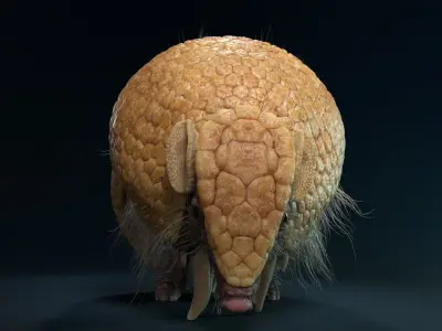 Armadillo Animated  VFX Grace 3D model