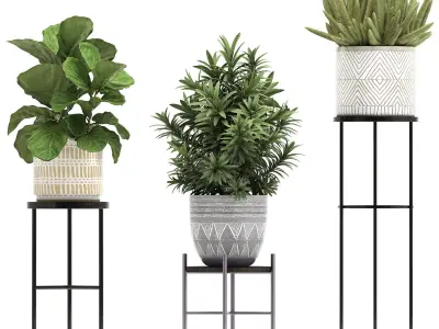 Collection of Exotic plants ficus 343 3D model