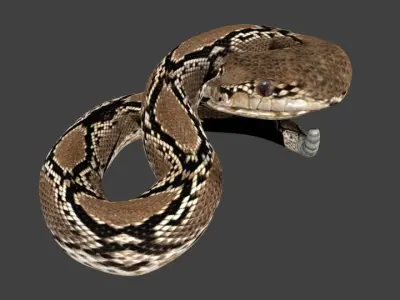 lowpoly snake python Low-poly 3D model