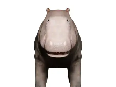hipoppotamus for game 3D model