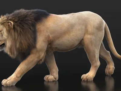 Lion B RIG XGEN CORE 3D model