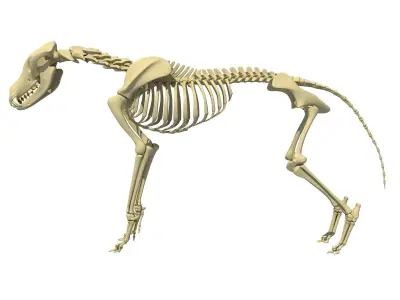 Wolf Skeleton 3D model