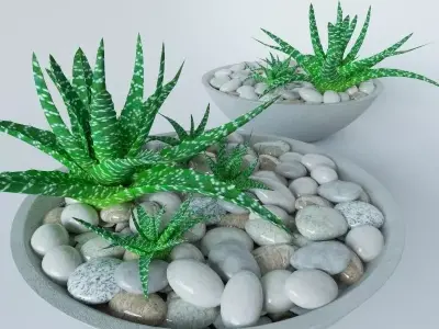 Succulents in bowl with stones 3D model