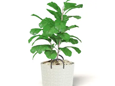 Fig Plant 3D Model in Wicker Basket 3D model