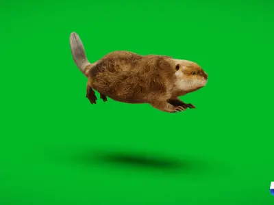 North American Beaver Low-poly 3D model