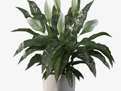 Peace lily 03 3D model purchase
