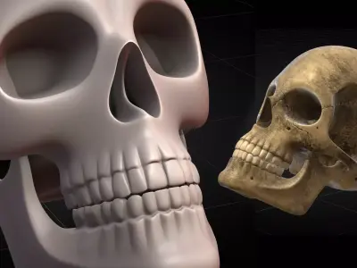Human Skull 2025 3D model