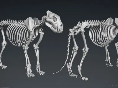 3D Lion Skeleton Sculpture 3D model