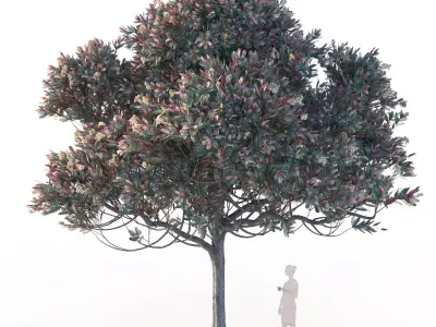 Bronze loquat eriobotrya deflexa mature 3D model