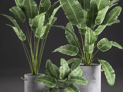 Decorative banana palms in flower pots for the interior 592 3D model