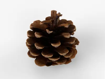 Photorealistic 3D scan of pine conifer cone Low-poly 3D model