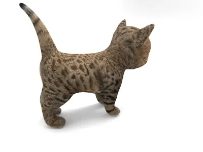 3D Tamed Cute Cat  Low-poly 3D model