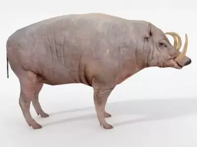 Babirusa warthog Low-poly 3D model