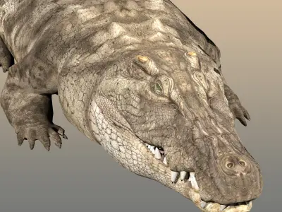 Crocodile Realistic Rigged 3D model