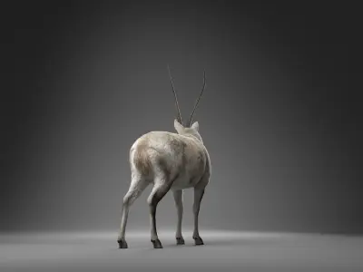 Tibetan Antelope Animation - VFX Grace 3D model
