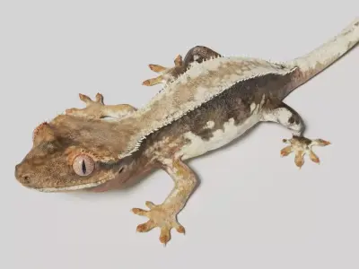crested gecko 3D model