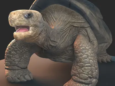 Large land turtle PBR  Low-poly 3D model