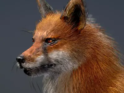 Red Fox 3D model