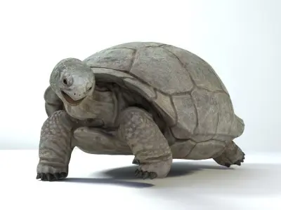 Galapagos Tortoise  Low-poly 3D model