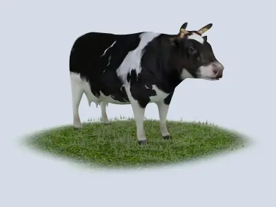 Dairy Cow holstein friesian black white cattle domesticated 3D model