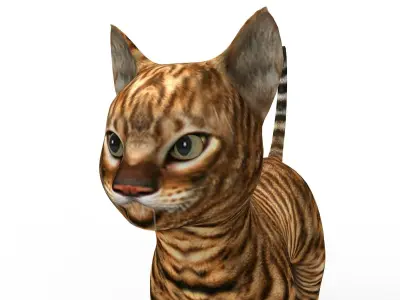 3d Wild Cat low poly  Low-poly 3D model