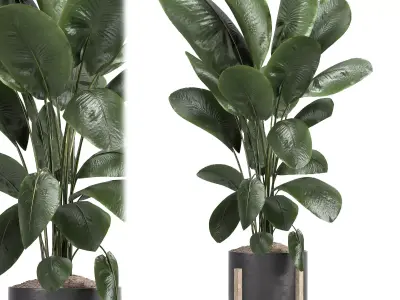 indoor plant 046 3D model