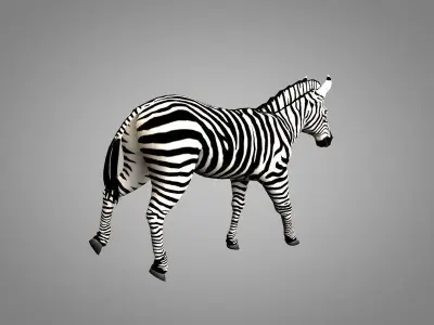 Zebra running Low-poly 3D model