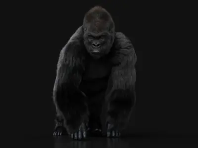 Gorilla 2 RIG XGEN CORE 3D model