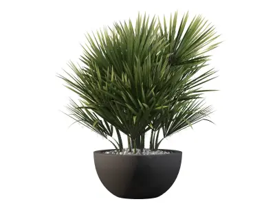 Chamaerops palm 3D model