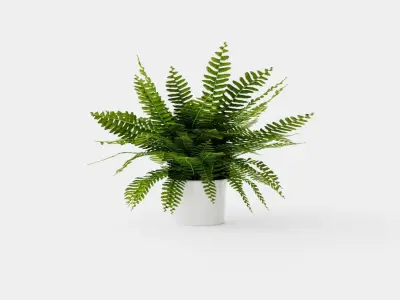 Nephrolepis ex Green Lady Low-poly 3D model