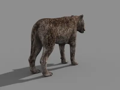 Andrewsarchus - 3d animated model 3D model