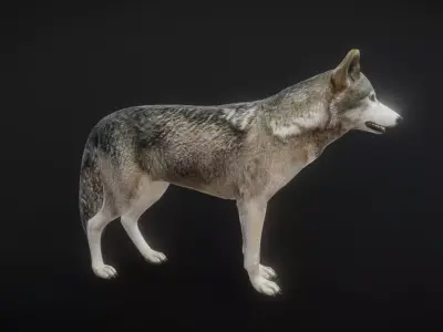 82 complete animated wolf sets Low-poly 3D model