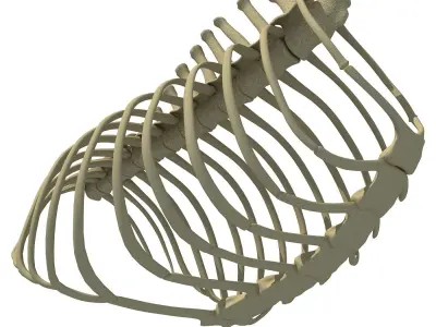 Animal Rib Cage  3D model
