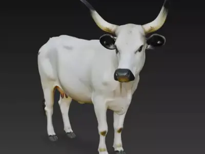 White Park Cow Low-poly 3D model