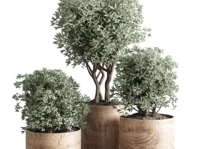 collection Indoor plant 42-wood vase 3D model