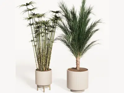 PALM PLANT SET 3D model