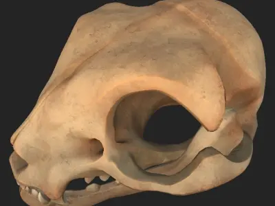 Stylized Cat Skull  Low-poly 3D model