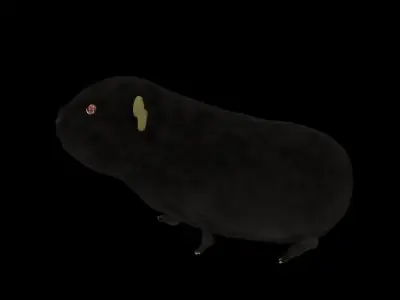 guinea pig 3D model