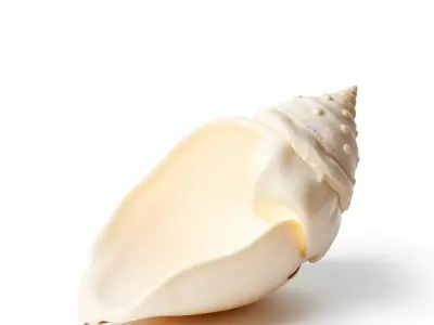 Luminous Seashell Sculpture model pack Low-poly 3D model